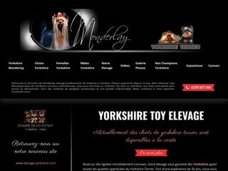 Yorkshire Toy Elevage LOF Pedigree Chiot À Vendre France