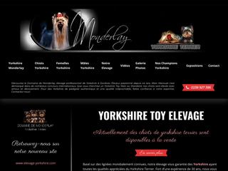 yorkshire toy, yorkshire toy elevage, elevage de yorkshire, elevage yorkshire toy